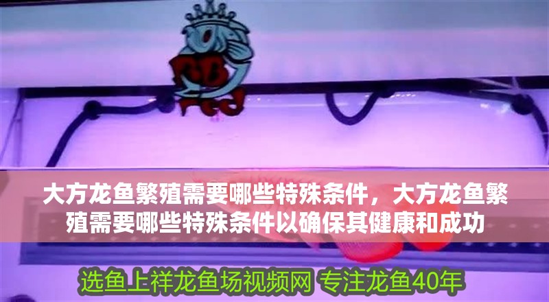 大方龍魚繁殖需要哪些特殊條件，大方龍魚繁殖需要哪些特殊條件以確保其健康和成功