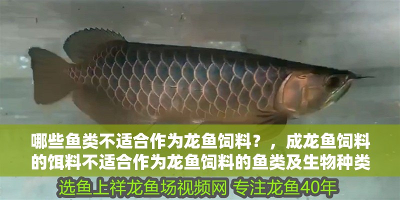 哪些魚類不適合作為龍魚飼料？，成龍魚飼料的餌料不適合作為龍魚飼料的魚類及生物種類 哪些魚類不適合作為龍魚飼料？，成龍魚飼料的餌料不適合作為龍魚飼料的魚類及生物種類 龍魚百科