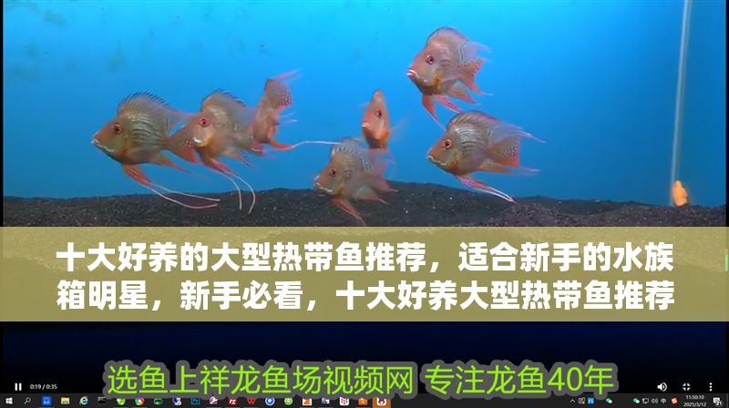 十大好養的大型熱帶魚推薦，適合新手的水族箱明星，新手必看，十大好養大型熱帶魚推薦，水族箱明星輕松養！