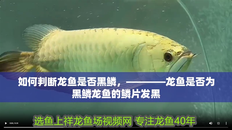 印尼虎魚多少溫度飼養最好:印尼虎魚多少溫度飼養最好印尼虎魚多少溫度飼養最好 如何判斷龍魚是否黑鱗,————龍魚是否為黑鱗龍魚的鱗片發黑 龍魚百科 如何判斷龍魚是否黑鱗,————龍魚是否為黑鱗龍魚的鱗片發黑 如何判斷龍魚是否黑鱗,————龍魚是否為黑鱗龍魚的鱗片發黑 龍魚百科
