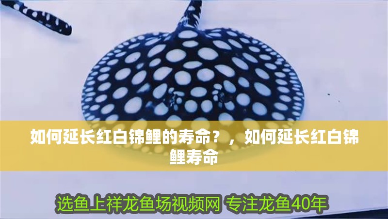 詳細(xì)閱讀:能否提供更多拍攝小龍魚的技巧,小龍魚拍攝技巧 能否提供更多拍攝小龍魚的技巧,小龍魚拍攝技巧