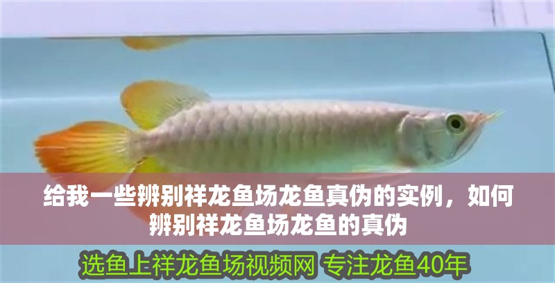 詳細閱讀:給我一些辨別祥龍魚場龍魚真偽的實例,如何辨別祥龍魚場龍魚的真偽 給我一些辨別祥龍魚場龍魚真偽的實例,如何辨別祥龍魚場龍魚的真偽