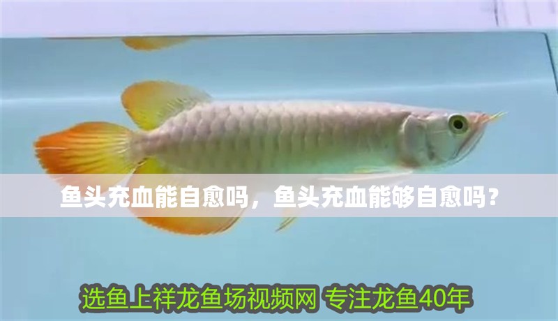 詳細(xì)閱讀:魚頭充血能自愈嗎,魚頭充血能夠自愈嗎? 魚頭充血能自愈嗎,魚頭充血能夠自愈嗎?