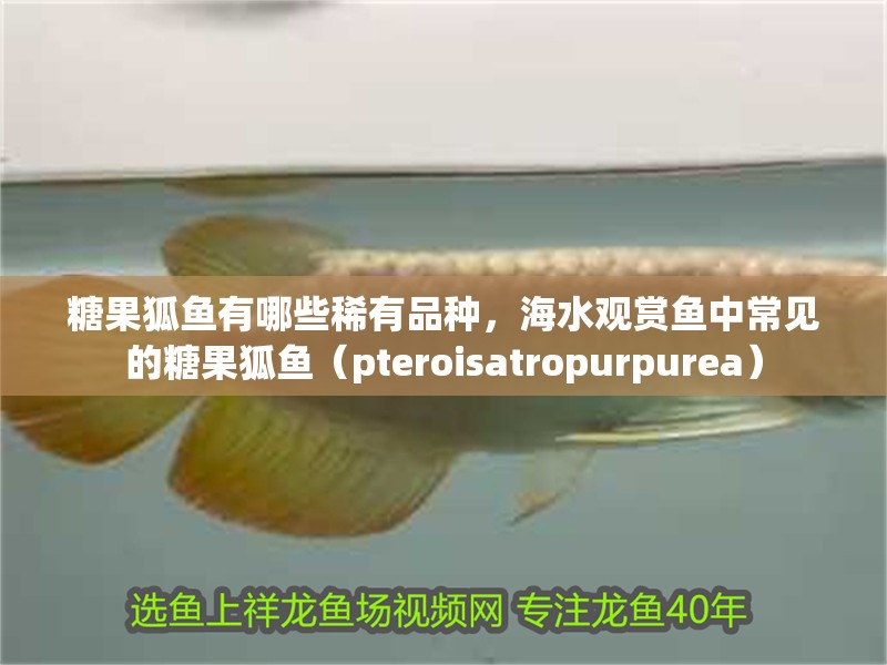 詳細閱讀:糖果狐魚有哪些稀有品種,海水觀賞魚中常見的糖果狐魚(pteroisatropurpurea) 糖果狐魚有哪些稀有品種,海水觀賞魚中常見的糖果狐魚(pteroisatropurpurea)
