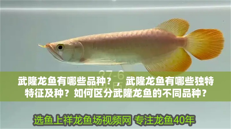 武隆龍魚有哪些品種？，武隆龍魚有哪些獨特特征及種？如何區分武隆龍魚的不同品種？ 武隆龍魚有哪些品種？，武隆龍魚有哪些獨特特征及種？如何區分武隆龍魚的不同品種？ 龍魚百科