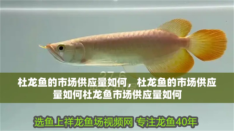 杜龍魚的市場供應量如何，杜龍魚的市場供應量如何杜龍魚市場供應量如何