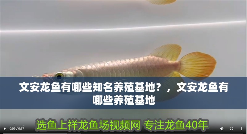 文安龍魚有哪些知名養殖基地？，文安龍魚有哪些養殖基地 文安龍魚有哪些知名養殖基地？，文安龍魚有哪些養殖基地 龍魚百科