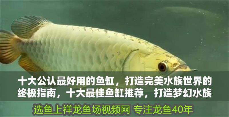 十大公認(rèn)最好用的魚缸，打造完美水族世界的終極指南，十大最佳魚缸推薦，打造夢幻水族世界的終極指南 十大公認(rèn)最好用的魚缸，打造完美水族世界的終極指南，十大最佳魚缸推薦，打造夢幻水族世界的終極指南 龍魚百科 第1張