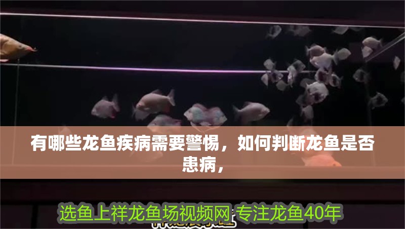 有哪些龍魚疾病需要警惕，如何判斷龍魚是否患病，