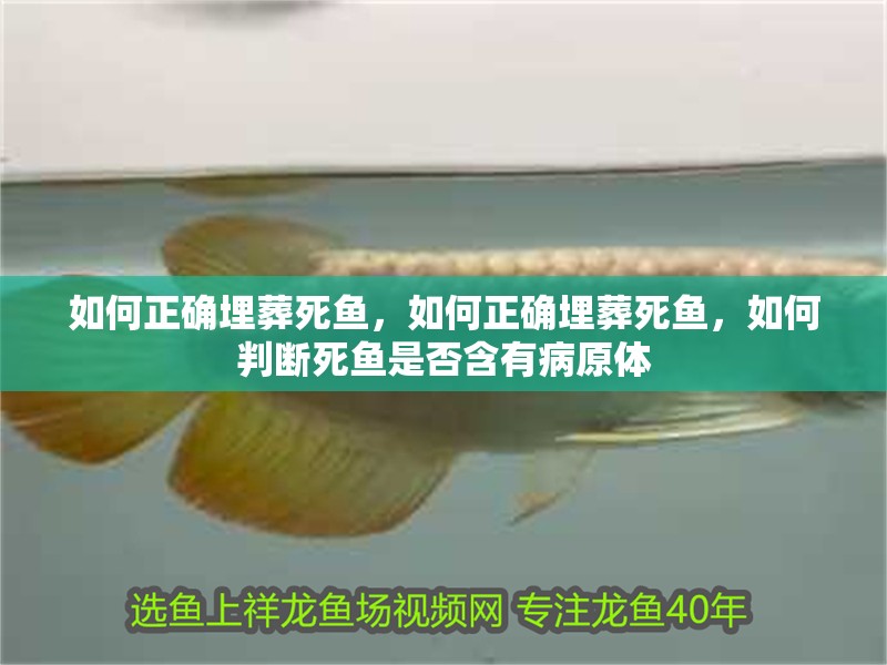 如何正確埋葬死魚，如何正確埋葬死魚，如何判斷死魚是否含有病原體 如何正確埋葬死魚，如何正確埋葬死魚，如何判斷死魚是否含有病原體 龍魚百科