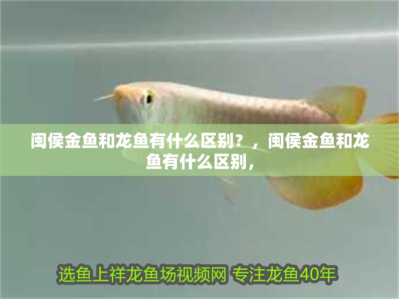 閩侯金魚和龍魚有什么區別？，閩侯金魚和龍魚有什么區別，