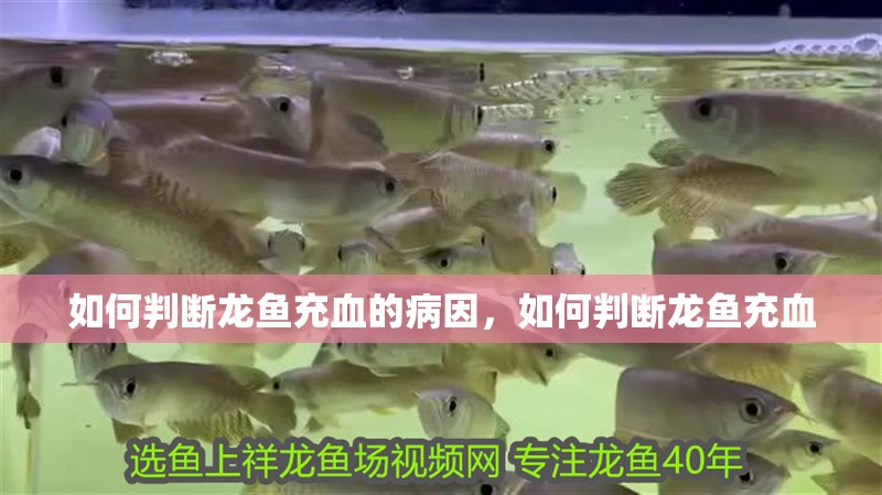 如何判斷龍魚充血的病因，如何判斷龍魚充血