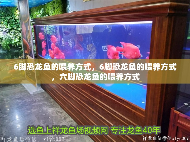 6腳恐龍魚的喂養方式，6腳恐龍魚的喂養方式，六腳恐龍魚的喂養方式
