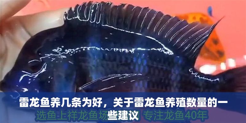雷龍魚養幾條為好，關于雷龍魚養殖數量的一些建議