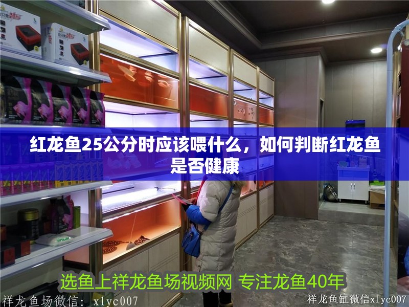 紅龍魚25公分時應該喂什么，如何判斷紅龍魚是否健康