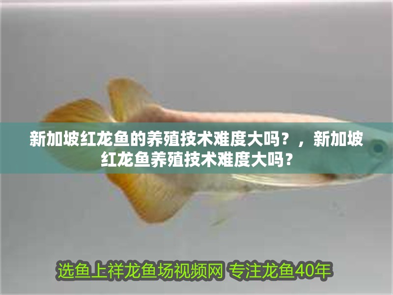 新加坡紅龍魚的養殖技術難度大嗎？，新加坡紅龍魚養殖技術難度大嗎？ 新加坡紅龍魚的養殖技術難度大嗎？，新加坡紅龍魚養殖技術難度大嗎？ 龍魚百科