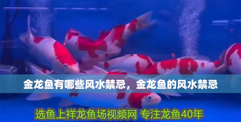 給大魚缸換水的作文:體驗給大魚缸換水的樂趣:體驗給大魚缸換水:給大魚缸換水的作文 金龍魚有哪些風水禁忌,金龍魚的風水禁忌 龍魚百科 金龍魚有哪些風水禁忌,金龍魚的風水禁忌 金龍魚有哪些風水禁忌,金龍魚的風水禁忌 龍魚百科