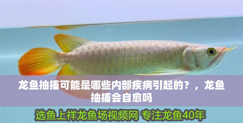 龍魚(yú)干蝦有營(yíng)養(yǎng)嗎 龍魚(yú)抽搐可能是哪些內(nèi)部疾病引起的?,龍魚(yú)抽搐會(huì)自愈嗎 龍魚(yú)百科 龍魚(yú)抽搐可能是哪些內(nèi)部疾病引起的?,龍魚(yú)抽搐會(huì)自愈嗎 龍魚(yú)抽搐可能是哪些內(nèi)部疾病引起的?,龍魚(yú)抽搐會(huì)自愈嗎 龍魚(yú)百科