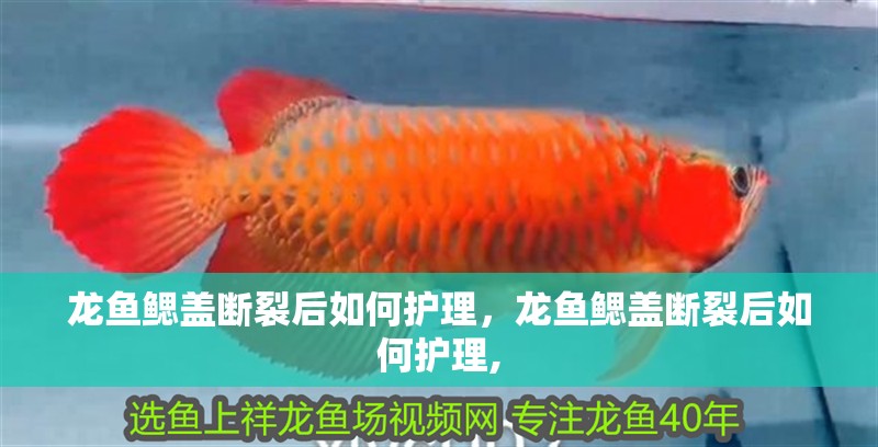 龍魚鰓蓋斷裂后如何護理，龍魚鰓蓋斷裂后如何護理, 龍魚鰓蓋斷裂后如何護理，龍魚鰓蓋斷裂后如何護理, 龍魚百科