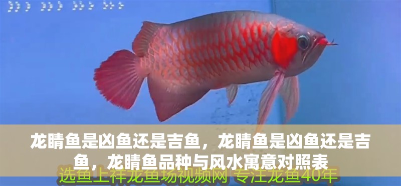 龍睛魚是兇魚還是吉魚，龍睛魚是兇魚還是吉魚，龍睛魚品種與風(fēng)水寓意對(duì)照表