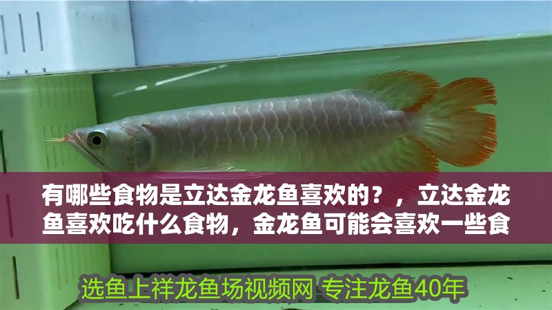 有哪些食物是立達金龍魚喜歡的？，立達金龍魚喜歡吃什么食物，金龍魚可能會喜歡一些食物 有哪些食物是立達金龍魚喜歡的？，立達金龍魚喜歡吃什么食物，金龍魚可能會喜歡一些食物 龍魚百科