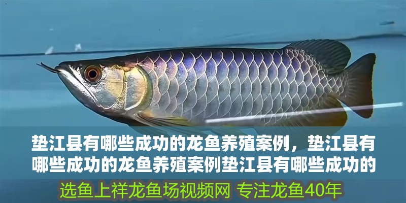 墊江縣有哪些成功的龍魚養(yǎng)殖案例，墊江縣有哪些成功的龍魚養(yǎng)殖案例墊江縣有哪些成功的龍魚養(yǎng)殖案例 墊江縣有哪些成功的龍魚養(yǎng)殖案例，墊江縣有哪些成功的龍魚養(yǎng)殖案例墊江縣有哪些成功的龍魚養(yǎng)殖案例 龍魚百科
