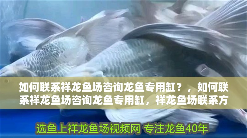 如何聯系祥龍魚場咨詢龍魚專用缸？，如何聯系祥龍魚場咨詢龍魚專用缸，祥龍魚場聯系方式及咨詢要點清單