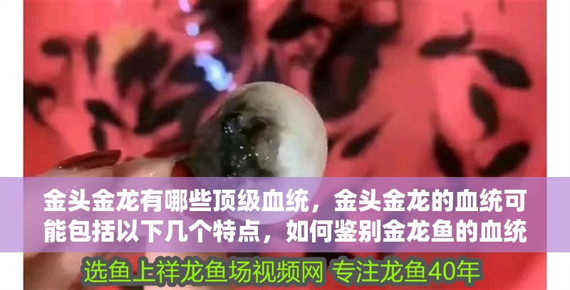 金頭金龍有哪些頂級(jí)血統(tǒng)，金頭金龍的血統(tǒng)可能包括以下幾個(gè)特點(diǎn)，如何鑒別金龍魚(yú)的血統(tǒng)