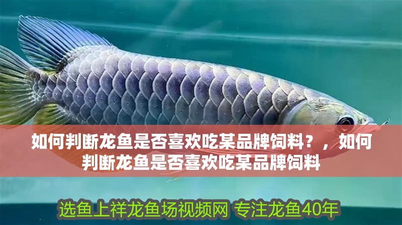 魚缸過濾器選購指南:自制魚缸過濾器魚缸上置過濾器對(duì)于養(yǎng)魚愛好者的必備知識(shí) 如何判斷龍魚是否喜歡吃某品牌飼料?,如何判斷龍魚是否喜歡吃某品牌飼料 龍魚百科 如何判斷龍魚是否喜歡吃某品牌飼料?,如何判斷龍魚是否喜歡吃某品牌飼料 如何判斷龍魚是否喜歡吃某品牌飼料?,如何判斷龍魚是否喜歡吃某品牌飼料 龍魚百科