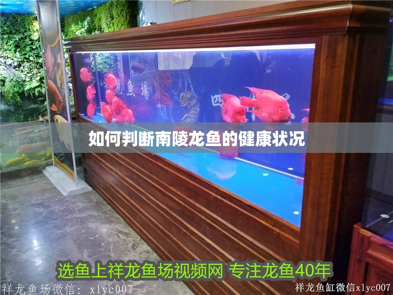 魚缸用增氧泵價格是多少:魚缸增氧機-xtrac增氧機-xtrac增氧機 如何判斷南陵龍魚的健康狀況 龍魚百科 如何判斷南陵龍魚的健康狀況 如何判斷南陵龍魚的健康狀況 龍魚百科