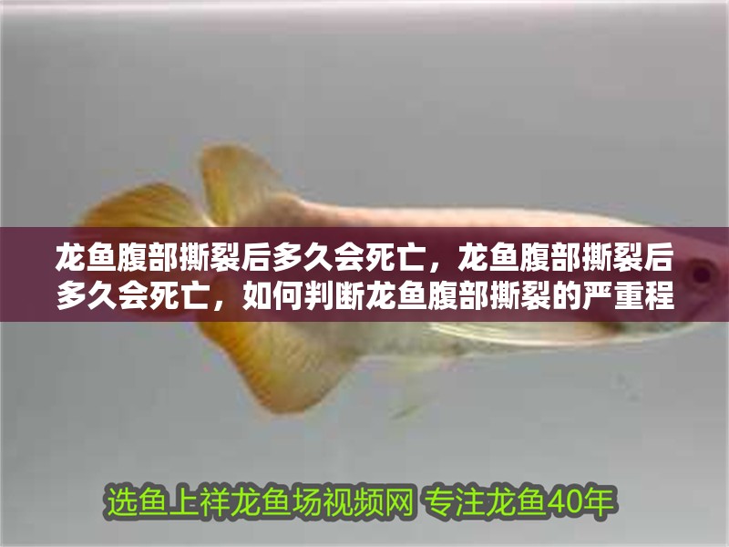 魚缸用增氧泵價格是多少:魚缸增氧機-xtrac增氧機-xtrac增氧機 龍魚腹部撕裂后多久會死亡,龍魚腹部撕裂后多久會死亡,如何判斷龍魚腹部撕裂的嚴重程度? 龍魚百科 龍魚腹部撕裂后多久會死亡,龍魚腹部撕裂后多久會死亡,如何判斷龍魚腹部撕裂的嚴重程度? 龍魚腹部撕裂后多久會死亡,龍魚腹部撕裂后多久會死亡,如何判斷龍魚腹部撕裂的嚴重程度? 龍魚百科