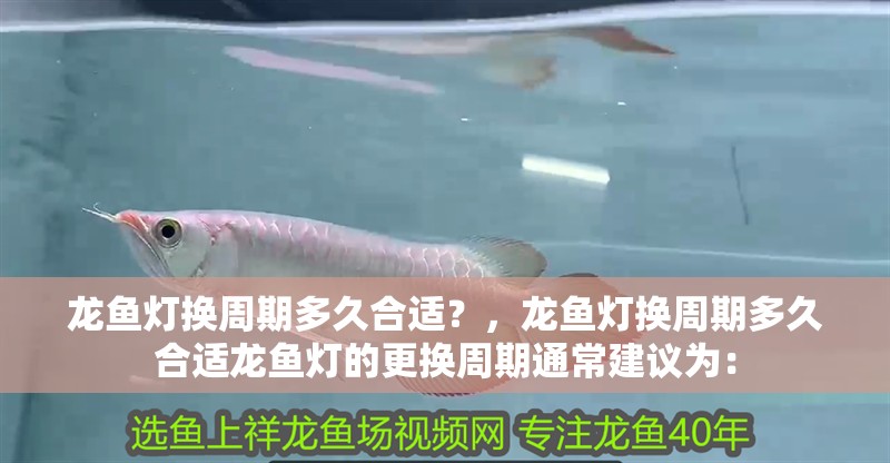 魚(yú)缸過(guò)濾器選購(gòu)指南:自制魚(yú)缸過(guò)濾器魚(yú)缸上置過(guò)濾器對(duì)于養(yǎng)魚(yú)愛(ài)好者的必備知識(shí) 龍魚(yú)燈換周期多久合適?,龍魚(yú)燈換周期多久合適龍魚(yú)燈的更換周期通常建議為: 龍魚(yú)百科 龍魚(yú)燈換周期多久合適?,龍魚(yú)燈換周期多久合適龍魚(yú)燈的更換周期通常建議為: 龍魚(yú)燈換周期多久合適?,龍魚(yú)燈換周期多久合適龍魚(yú)燈的更換周期通常建議為: 龍魚(yú)百科