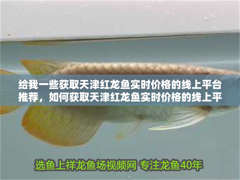 給我一些獲取天津紅龍魚實時價格的線上平臺推薦，如何獲取天津紅龍魚實時價格的線上平臺推薦