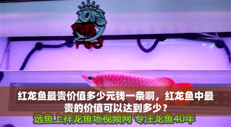 紅龍魚最貴價值多少元錢一條啊，紅龍魚中最貴的價值可以達到多少？ 紅龍魚最貴價值多少元錢一條啊，紅龍魚中最貴的價值可以達到多少？ 龍魚百科 第1張