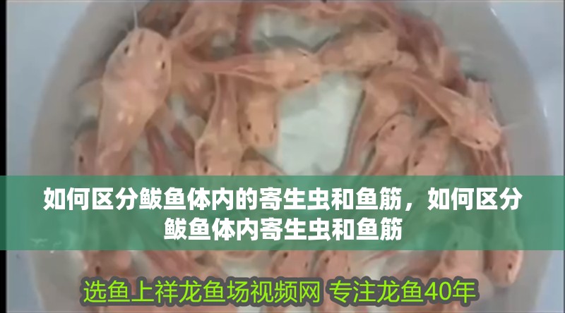 如何區分鲅魚體內的寄生蟲和魚筋，如何區分鲅魚體內寄生蟲和魚筋 如何區分鲅魚體內的寄生蟲和魚筋，如何區分鲅魚體內寄生蟲和魚筋 龍魚百科