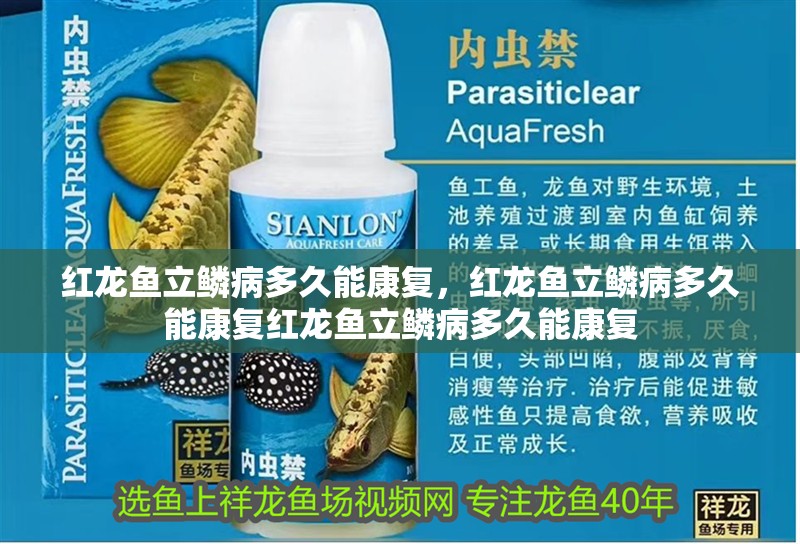 紅龍魚立鱗病多久能康復，紅龍魚立鱗病多久能康復紅龍魚立鱗病多久能康復 紅龍魚立鱗病多久能康復，紅龍魚立鱗病多久能康復紅龍魚立鱗病多久能康復 龍魚百科