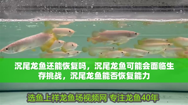 沉尾龍魚還能恢復嗎，沉尾龍魚可能會面臨生存挑戰，沉尾龍魚能否恢復能力 沉尾龍魚還能恢復嗎，沉尾龍魚可能會面臨生存挑戰，沉尾龍魚能否恢復能力 龍魚百科