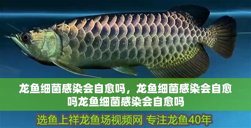 龍魚細菌感染會自愈嗎，龍魚細菌感染會自愈嗎龍魚細菌感染會自愈嗎