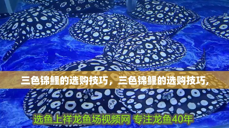 三色錦鯉的選購技巧，三色錦鯉的選購技巧,