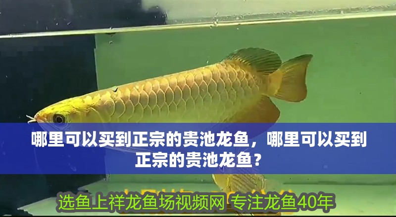 哪里可以買到正宗的貴池龍魚，哪里可以買到正宗的貴池龍魚？ 哪里可以買到正宗的貴池龍魚，哪里可以買到正宗的貴池龍魚？ 龍魚百科