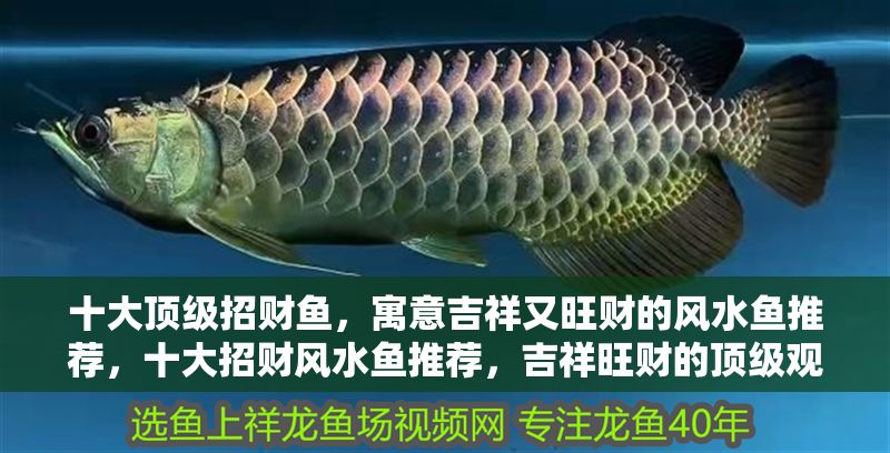 十大頂級招財魚，寓意吉祥又旺財的風水魚推薦，十大招財風水魚推薦，吉祥旺財的頂級觀賞魚
