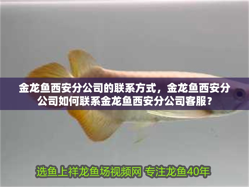 金龍魚西安分公司的聯(lián)系方式，金龍魚西安分公司如何聯(lián)系金龍魚西安分公司客服？ 金龍魚西安分公司的聯(lián)系方式，金龍魚西安分公司如何聯(lián)系金龍魚西安分公司客服？ 龍魚百科