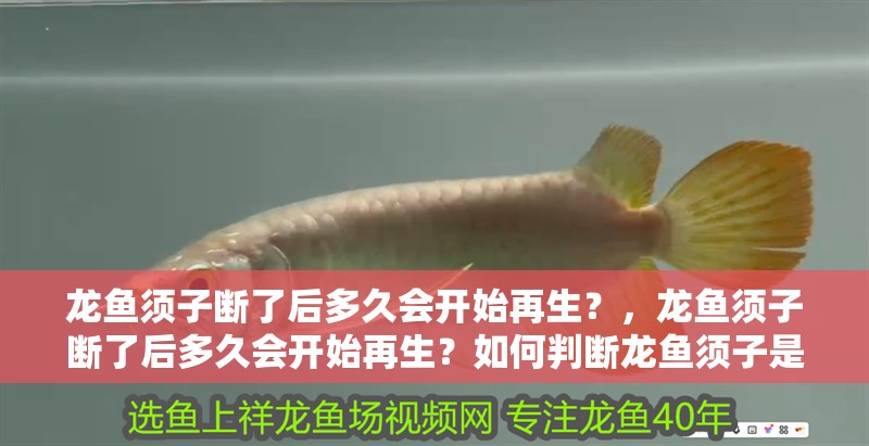 龍魚須子斷了后多久會開始再生？，龍魚須子斷了后多久會開始再生？如何判斷龍魚須子是否傷害根部？