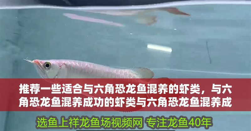 推薦一些適合與六角恐龍魚混養的蝦類，與六角恐龍魚混養成功的蝦類與六角恐龍魚混養成功案例