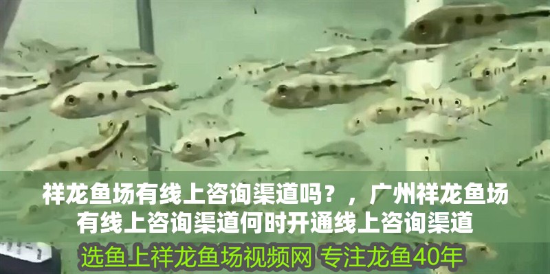 祥龍魚場有線上咨詢渠道嗎？，廣州祥龍魚場有線上咨詢渠道何時開通線上咨詢渠道 祥龍魚場有線上咨詢渠道嗎？，廣州祥龍魚場有線上咨詢渠道何時開通線上咨詢渠道 龍魚百科