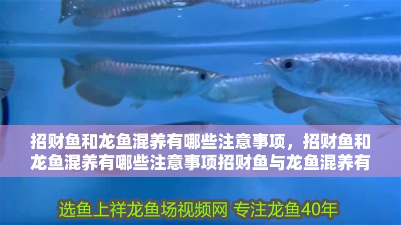 招財魚和龍魚混養有哪些注意事項，招財魚和龍魚混養有哪些注意事項招財魚與龍魚混養有哪些注意事項