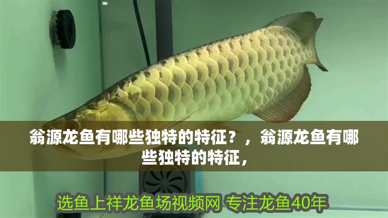翁源龍魚有哪些獨特的特征？，翁源龍魚有哪些獨特的特征，