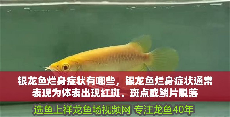 銀龍魚爛身癥狀有哪些，銀龍魚爛身癥狀通常表現(xiàn)為體表出現(xiàn)紅斑、斑點(diǎn)或鱗片脫落