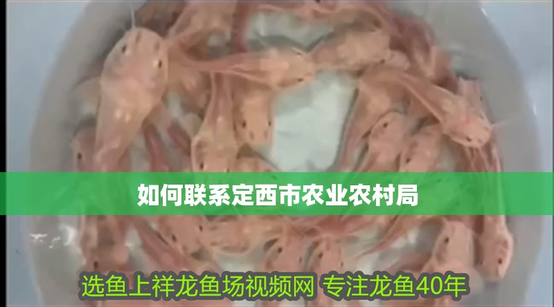 如何聯(lián)系定西市農(nóng)業(yè)農(nóng)村局 如何聯(lián)系定西市農(nóng)業(yè)農(nóng)村局 龍魚(yú)百科