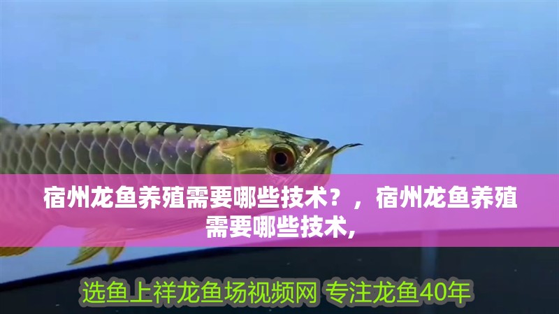 宿州龍魚養(yǎng)殖需要哪些技術(shù)？，宿州龍魚養(yǎng)殖需要哪些技術(shù), 宿州龍魚養(yǎng)殖需要哪些技術(shù)？，宿州龍魚養(yǎng)殖需要哪些技術(shù), 龍魚百科